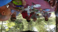 /album/ee-juin-2025-rando-repas-a-st-hippolyte/f-131-jpg/